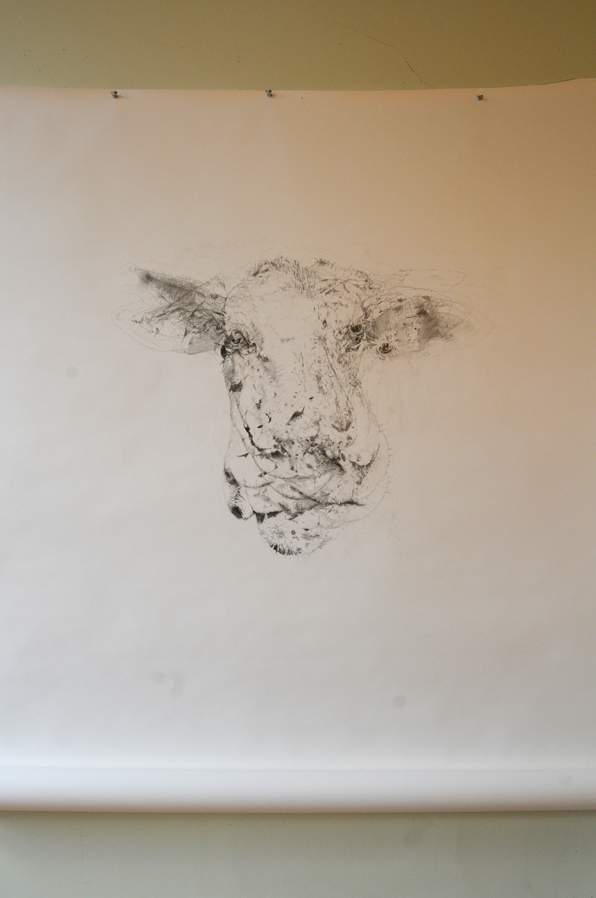 Large pencil drawing, goat portrait